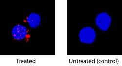 Human IL-2 Antibody, R D Systems 25&mu;g; Unlabeled:Antibodies, Monoclonal