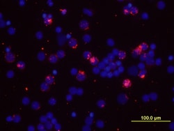 Human/Primate IL-2 Antibody, R D Systems:Antibodies:Primary Antibodies