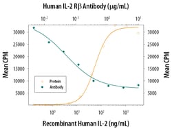 Human IL-2 R beta Antibody, R D Systems 100&mu;g; Unlabeled:Antibodies,