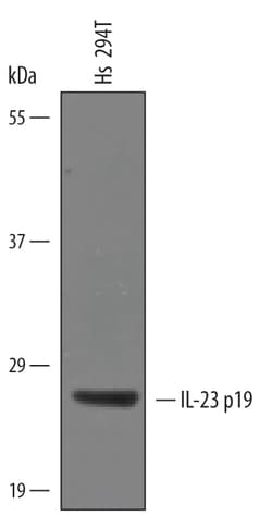 Human/Feline IL-23 p19 Antibody, R D Systems 100&mu;g; Unlabeled:Antibodies,