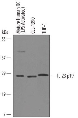 Human/Canine IL-23 p19 Antibody, R D Systems 100&mu;g; Unlabeled:Antibodies,