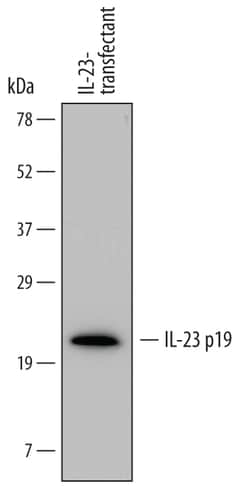 Human IL-23 p19 Antibody, R D Systems 100ug; Unlabeled:Antibodies, Monoclonal