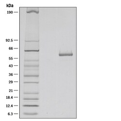 R D Systems Recombinant Mouse IL-27 (NS0-expressed) Protein Supplied as a 0.2&mu;m filtered solution in PBS. | Buy Online | R&amp;D Systems&trade; | Fisher Scientific