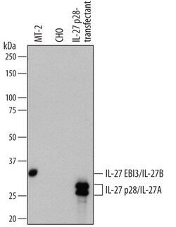 Human IL-27 Antibody, R D Systems 100 &mu;g | Buy Online | R&D Systems | Fisher Scientific