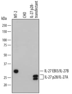 Human IL-27 Biotinylated Antibody, R D Systems 50&mu;g; Biotin:Antibodies,