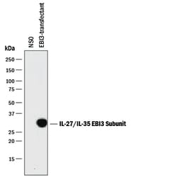 Mouse EBI3 Antibody, R D Systems 25&mu;g; Unlabeled:Antibodies, Monoclonal