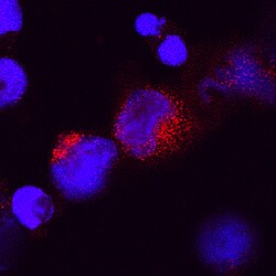 Human IL-28A/IFN-lambda 2 Antibody, R D Systems 100&mu;g; Unlabeled:Antibodies,