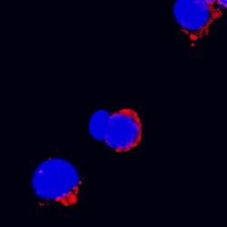 Rat IL-3 Biotinylated Antibody, R D Systems 50&mu;g; Biotin:Antibodies,
