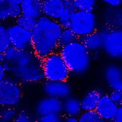 Human IL-3 Antibody, R D Systems 500&mu;g ; Unlabeled:Antibodies, Monoclonal