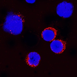 Canine IL-3 Antibody, R D Systems 25&mu;g; Unlabeled:Antibodies, Monoclonal