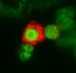 Human IL-3R alpha/CD123 Antibody, R D Systems 100&mu;g; Unlabeled:Antibodies,