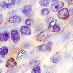 Human IL-3R alpha/CD123 Antibody, R D Systems 100&mu;g; Unlabeled:Antibodies,