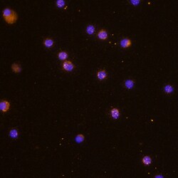 Human IL-32 alpha Antibody, R D Systems 100ug; Unlabeled:Antibodies, Monoclonal