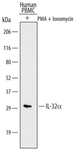Human IL-32 alpha Antibody, R D Systems 100ug; Unlabeled:Antibodies, Monoclonal