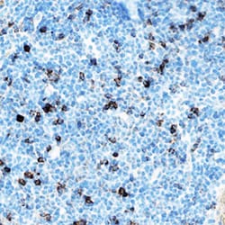 Mouse IL-33 Antibody, R D Systems 100&mu;g; Unlabeled:Antibodies, Polyclonal