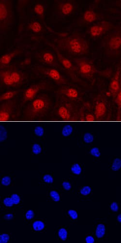 Mouse IL-33 Antibody, R D Systems 100&mu;g; Unlabeled:Antibodies, Polyclonal