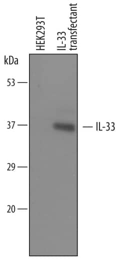 Mouse IL-33 Antibody, R D Systems 100&mu;g; Unlabeled:Antibodies, Polyclonal