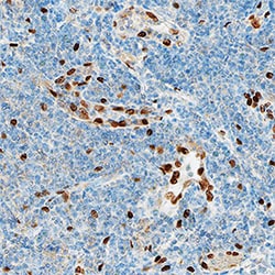 Human IL-33 Antibody, R D Systems 100 ug; Unconjugated:Antibodies, Monoclonal