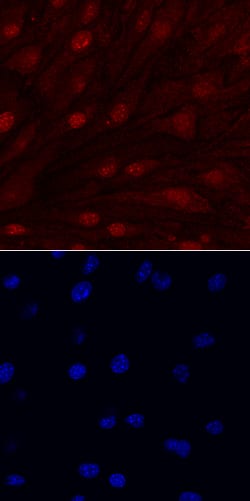 Mouse IL-33 Antibody, R D Systems 25&mu;g; Unlabeled:Antibodies, Monoclonal