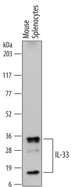Mouse IL-33 Antibody, R D Systems 25&mu;g; Unlabeled:Antibodies, Monoclonal