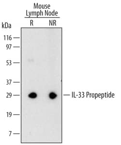Mouse IL-33 Propeptide Antibody, R D Systems 25&mu;g; Unlabeled:Antibodies,