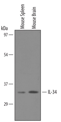 Mouse IL-34 Antibody, R D Systems 25&mu;g; Unlabeled:Antibodies, Polyclonal