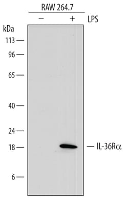 Mouse IL-36Ra/IL-1F5 Antibody, R D Systems 25&mu;g; Unlabeled:Antibodies,