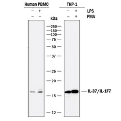 Human IL-37/IL-1F7 Antibody, R D Systems 100 &mu;g | Buy Online | R&D Systems | Fisher Scientific