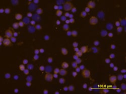 Equine IL-4 Antibody, R D Systems 25&mu;g; Unlabeled:Antibodies, Polyclonal