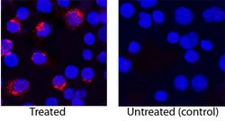 Human IL-4 Biotinylated Antibody, R D Systems 50&mu;g; Biotin:Antibodies,