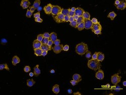 Human IL-4 Antibody, R D Systems 500&mu;g; Unlabeled:Antibodies, Monoclonal