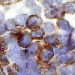 Human IL-4R alpha Antibody, R D Systems 100&mu;g; Unlabeled:Antibodies,