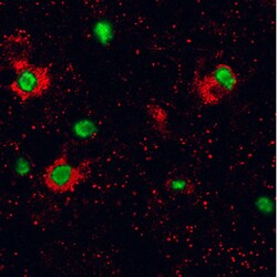 Human IL-5 Antibody, R D Systems 500ug; Unlabeled:Antibodies, Monoclonal