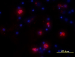 Human IL-6 Antibody, R&D Systems™