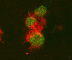 Rat IL-6 Antibody, R D Systems 25&mu;g; Unlabeled:Antibodies, Polyclonal
