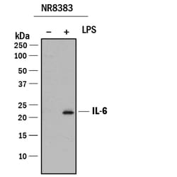 Rat IL-6 Antibody, R D Systems 25&mu;g; Unlabeled:Antibodies, Polyclonal