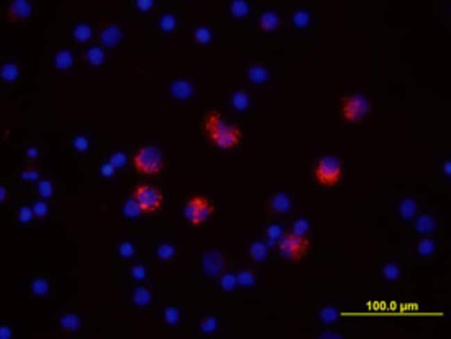 Human/Primate IL-6 Biotinylated Antibody, R&amp;D Systems&trade;