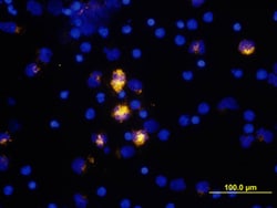 Human IL-6 Antibody, R D Systems:Antibodies:Primary Antibodies