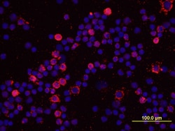 Porcine IL-6 Antibody, R D Systems 25&mu;g; Unlabeled:Antibodies, Monoclonal