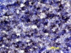 Mouse IL-6R alpha Antibody, R D Systems 25&mu;g; Unlabeled:Antibodies,
