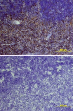 Mouse IL-6R alpha Antibody, R D Systems 25&mu;g; Unlabeled:Antibodies,