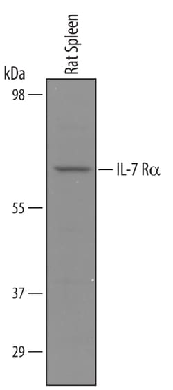 Rat IL-7R alpha/CD127 Antibody, R D Systems 25&mu;g; Unlabeled:Antibodies,