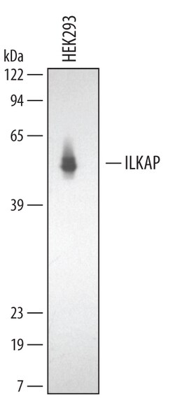 Human/Mouse/Rat ILKAP/PP2C delta Antibody, R D Systems 100&mu;g; Unlabeled:Antibodies,