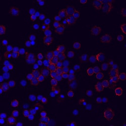 Human LILRA5/CD85f Antibody, R D Systems 25&mu;g; Unlabeled:Antibodies,