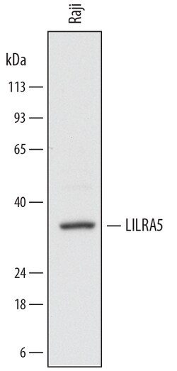 Human LILRA5/CD85f Antibody, R D Systems 100ug; Unlabeled:Antibodies, Monoclonal