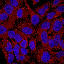 Human/Mouse/Rat IMP Dehydrogenase 1/IMPDH1 Antibody, R D Systems 100&mu;L:Antibodies,