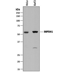 Human/Mouse/Rat IMP Dehydrogenase 1/IMPDH1 Antibody, R D Systems 100&mu;L:Antibodies,