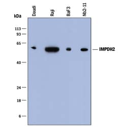 Human/Mouse/Rat Inosine 5'-Monophosphate Dehydrogenase 2/IMPDH2 Antibody,