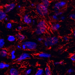 Mouse/Rat Inositol Monophosphatase 3/IMPAD1 Antibody, R D Systems 25&mu;g;