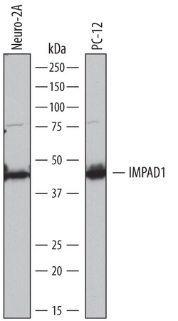 Mouse/Rat Inositol Monophosphatase 3/IMPAD1 Antibody, R D Systems 25&mu;g;